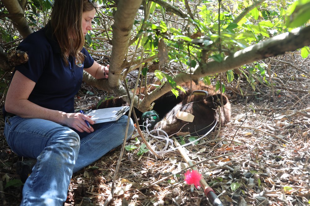 AGFC Wildlife Health Biologist A.J. Riggs keeps an eye on a healthy mother bear while it’s sedated for research work.