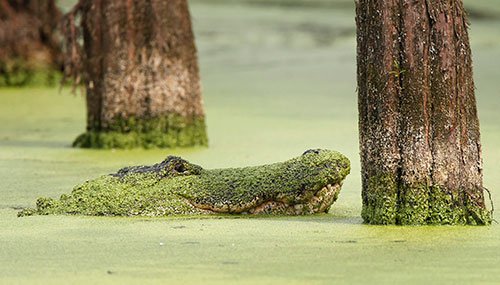 Alligator sticking head out of the duckweed