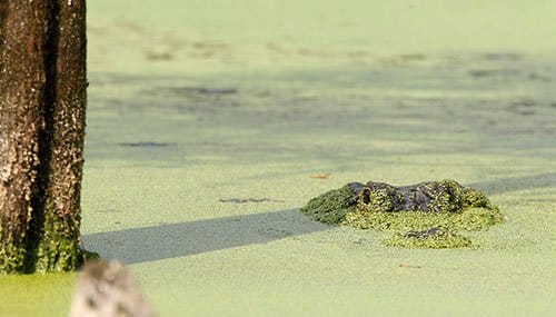 Gator covered in duckweed