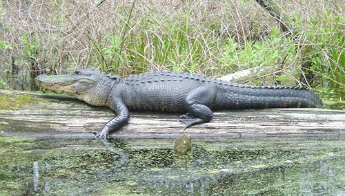 Alligator on a log