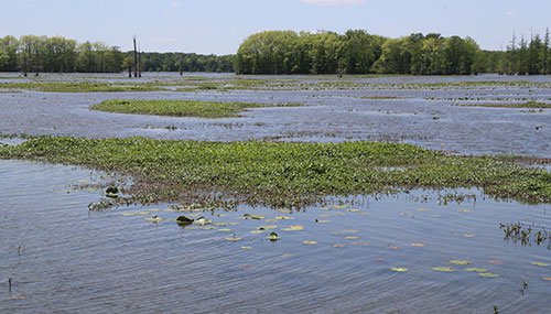 Alligatorweed floating islands