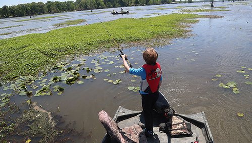 Boy fishing amongst alligator weed on Lake Conway