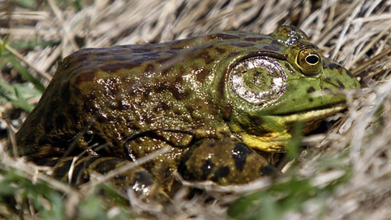 Get the gig! Bullfrog season has begun. • Arkansas Game & Fish