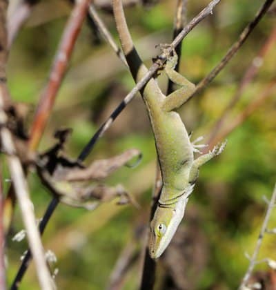 Green anole found on trail.