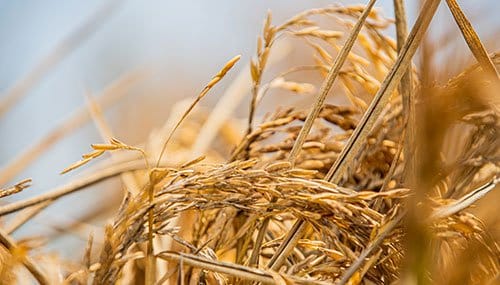 Rice in the field