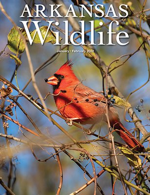 Cardinal magazine cover
