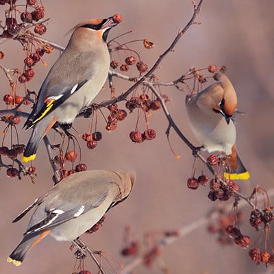 male cedar waxwings offer females gifts of fruit during courtship.