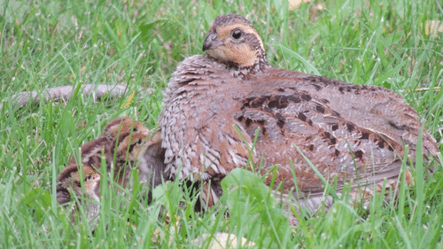 Hen with quail chicks