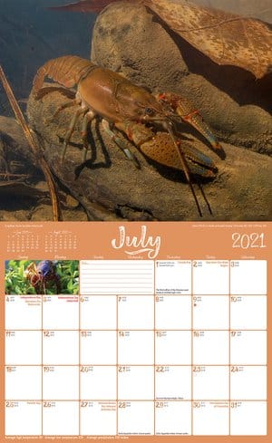 AW Calendar July 2021