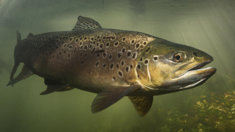 Brown Trout