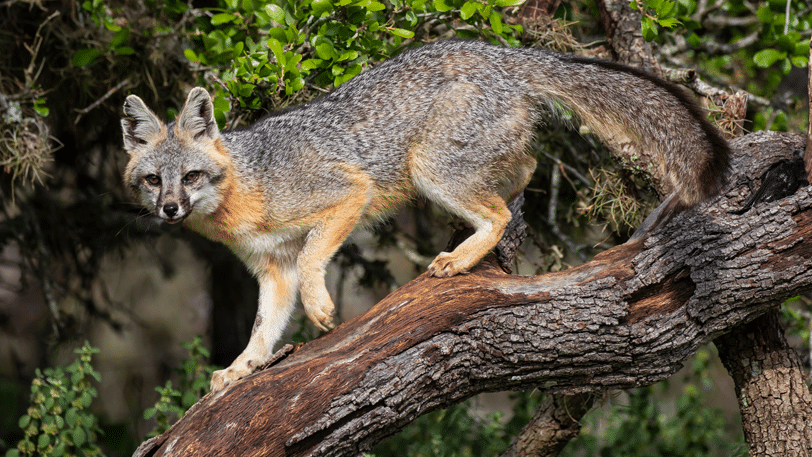 Foxes are the only North American canid that readily climbs trees to avoid danger or seek prey.
