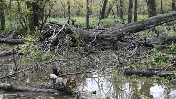 Dead hardwoods loom over Henry Gray Hurricane Lake WMA