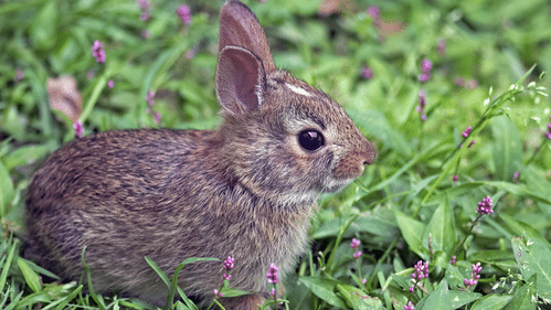 Baby rabbit