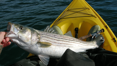 striped bass in kayak