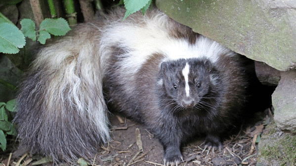 Skunks tend to be one of the most commonly found reservoirs for the rabies virus in Arkansas.