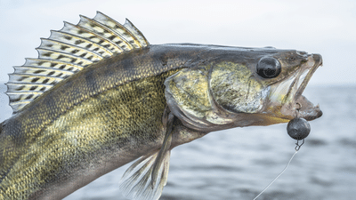 walleye