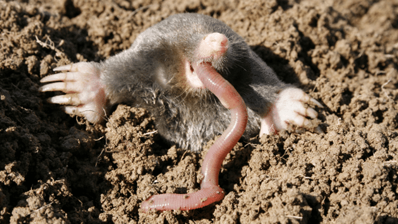 AWW - zeastern mole with earthworm.png
