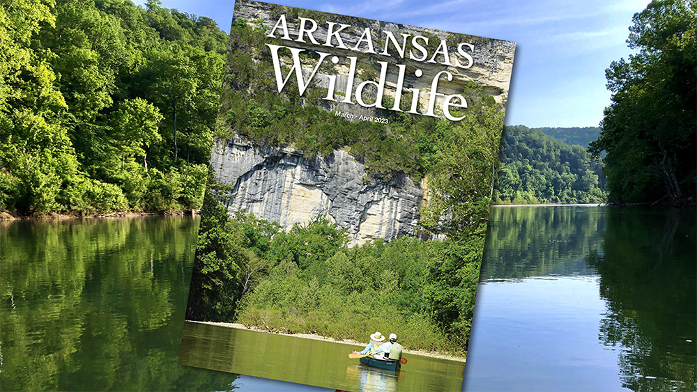 The March/April issue of Arkansas Wildlife Magazine is available now. Subscribe today