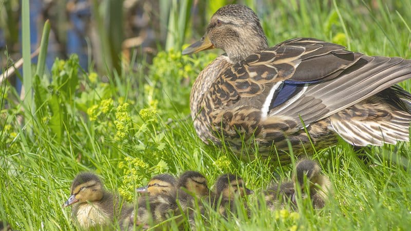 Estimated decline in duck population only part of fall flight story •  Arkansas Game & Fish Commission