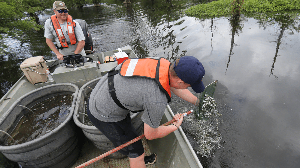 AGFC Fisheries Biologist Dylan Hann guides intern during Florida bass stocking effort.