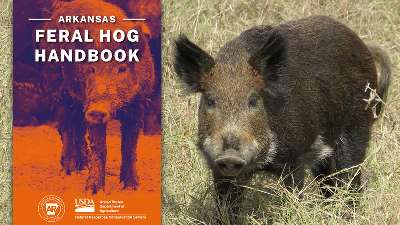 aww_photo_-_ferral_hog_handbook__800x450_q85_crop_subsampling-2