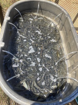 baitfish in hog trough