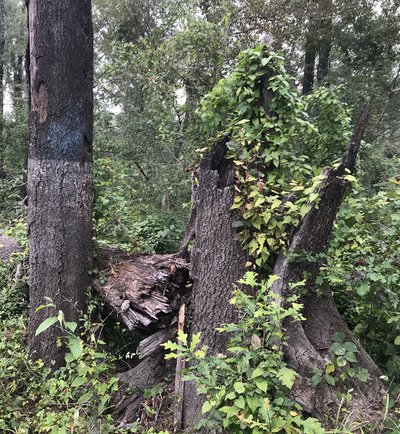 A once-healthy tree dead and on the ground. High waterline evident.