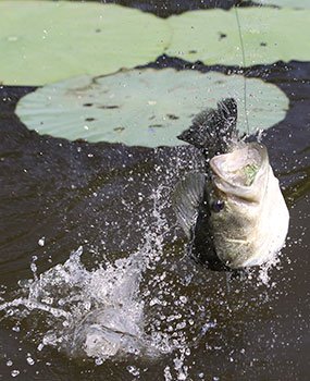 Bass taking the bait