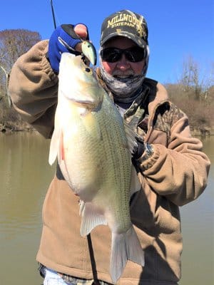 Millwood Lake guide Mike Siefert found good-size white bass females ready for the spawn.