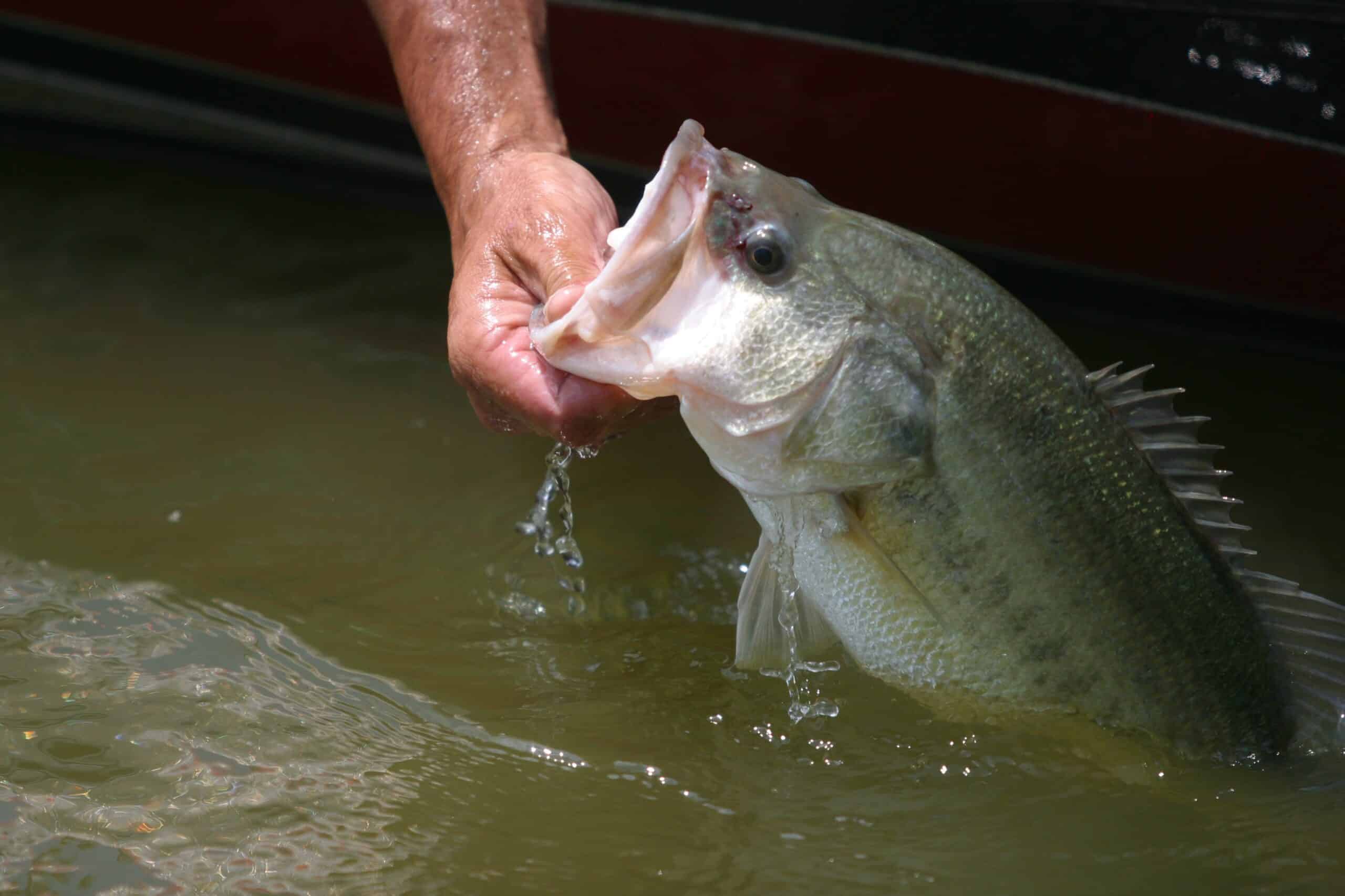 big largemouth bass