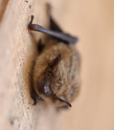 Bat