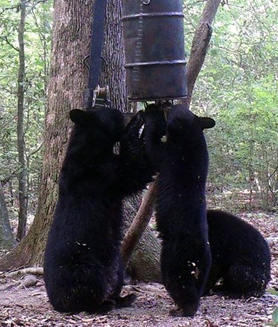 Bear-feeder.jpg