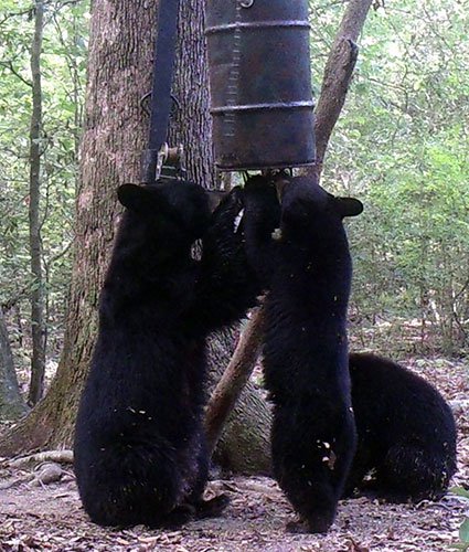 Mom bear and cubs at deer feeder