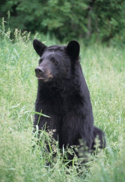 Arkansas black bear