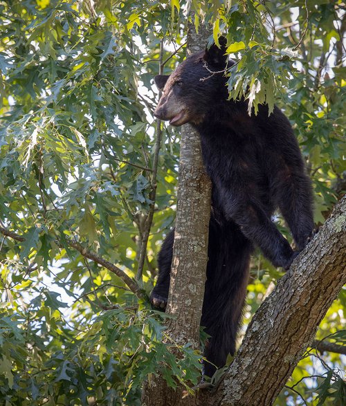 Young male bears can find themselves in sticky situations each spring when looking for new homes.