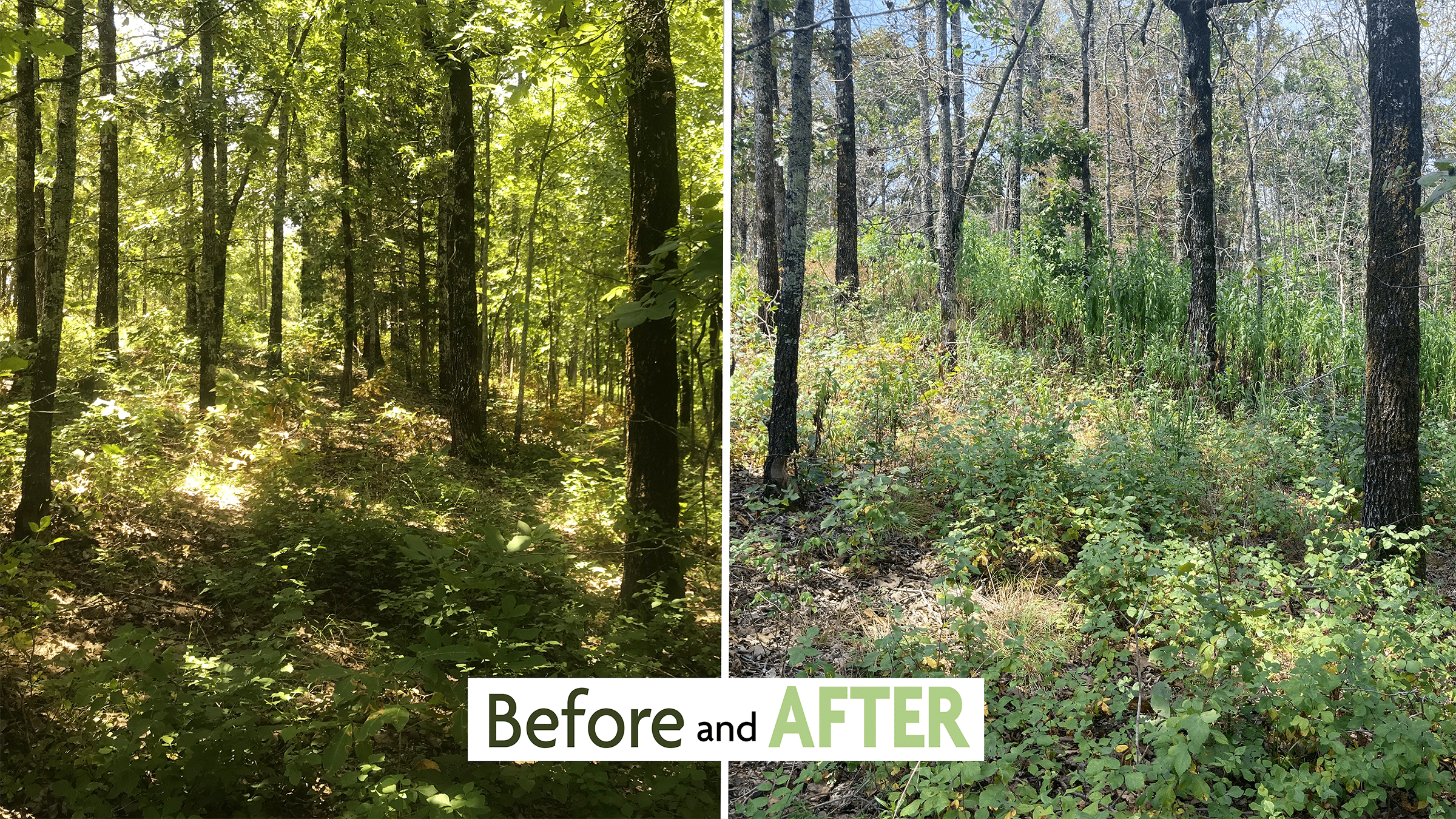 Before and after habitat at Stone Prairie WMA