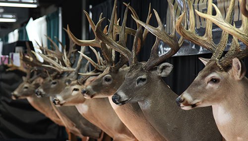 Several antlered deer mounts on display