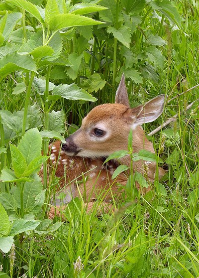 Whitetail Deer Fawn