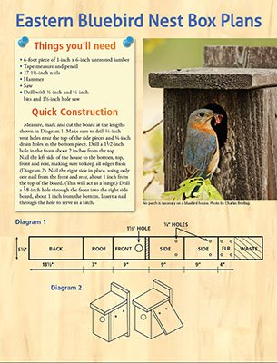 Eastern Bluebird Nest Box Plans
