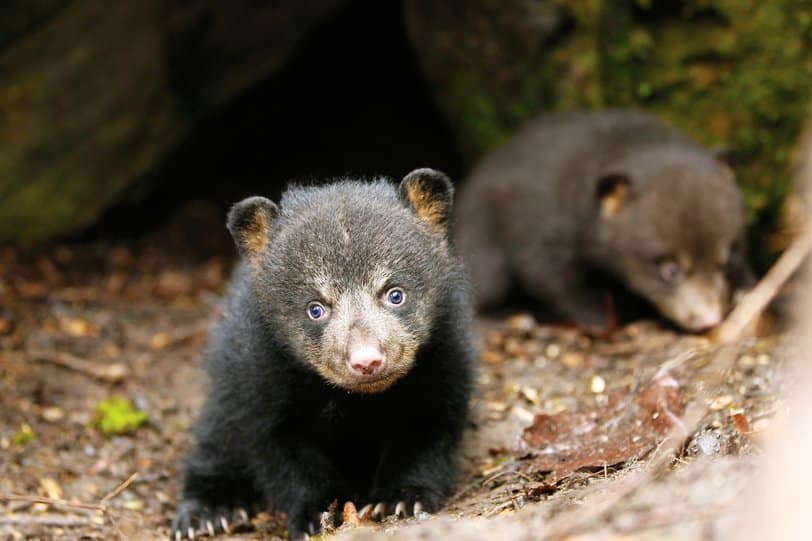 black bear cubs