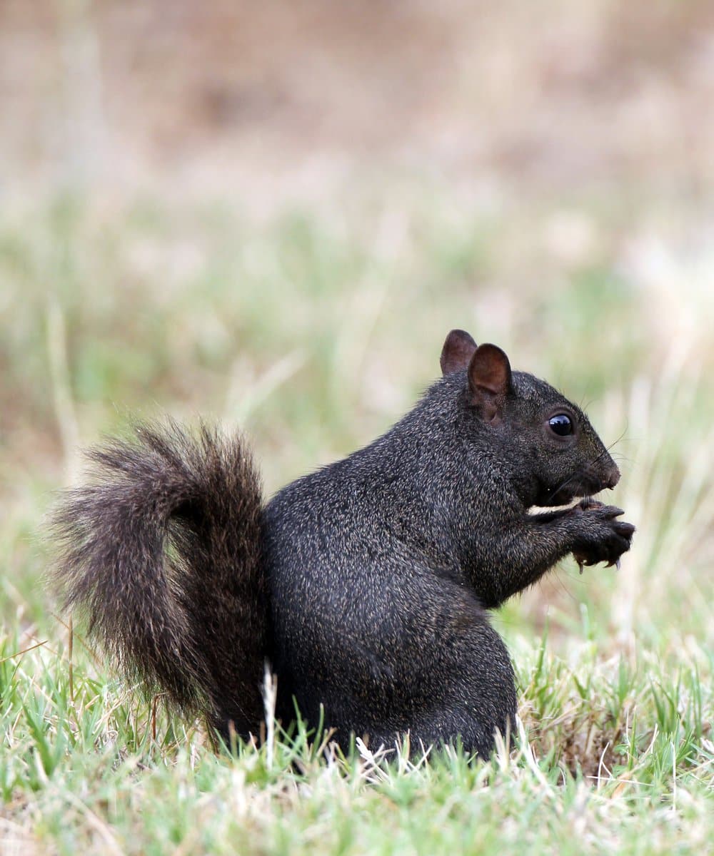 Black squirrels are a rare trophy for squirrel hunters.