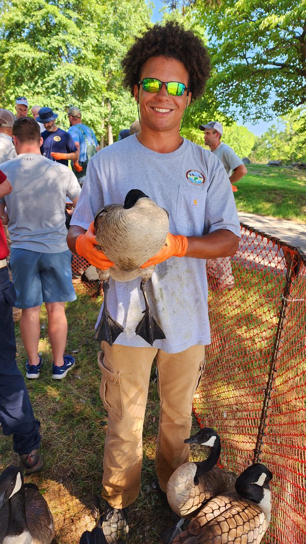 Blake Coulter, part-time technician for the AGFC, holds a captured goose with its head tucked beneath its wing. This technique relaxes the bird and reduces stress before banding.