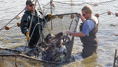 Blue catfish harvest