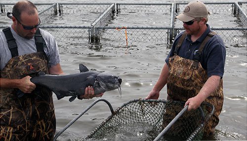 Blue Catfish Spawning