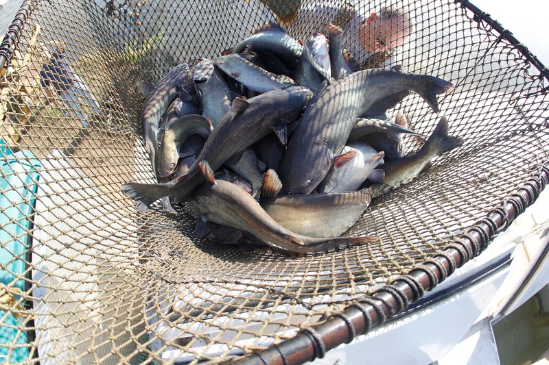 Stocking blue catfish at Family and Community Fishing Program ponds