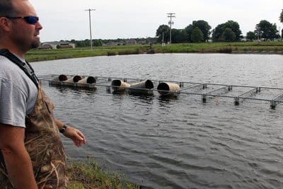 Blue Catfish Spawning49539.jpg