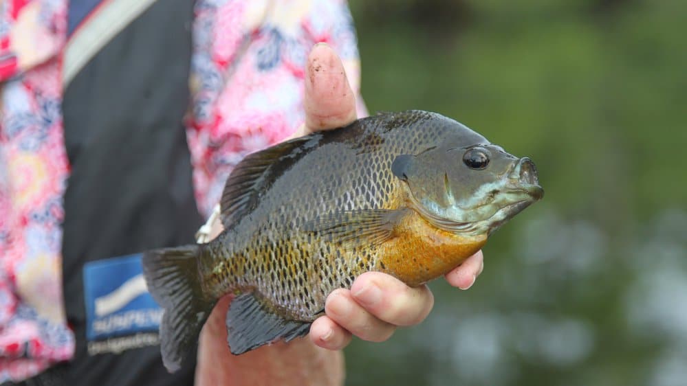 Bluegill regularly reach sizes up to 1 pound, making them fun to chase and worth the effort for the dinner table.