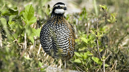 Northern bobwhite are a species of greatest conservation need