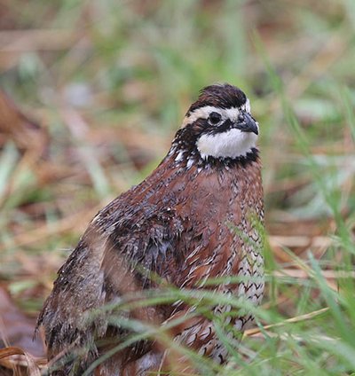 Bobwhite