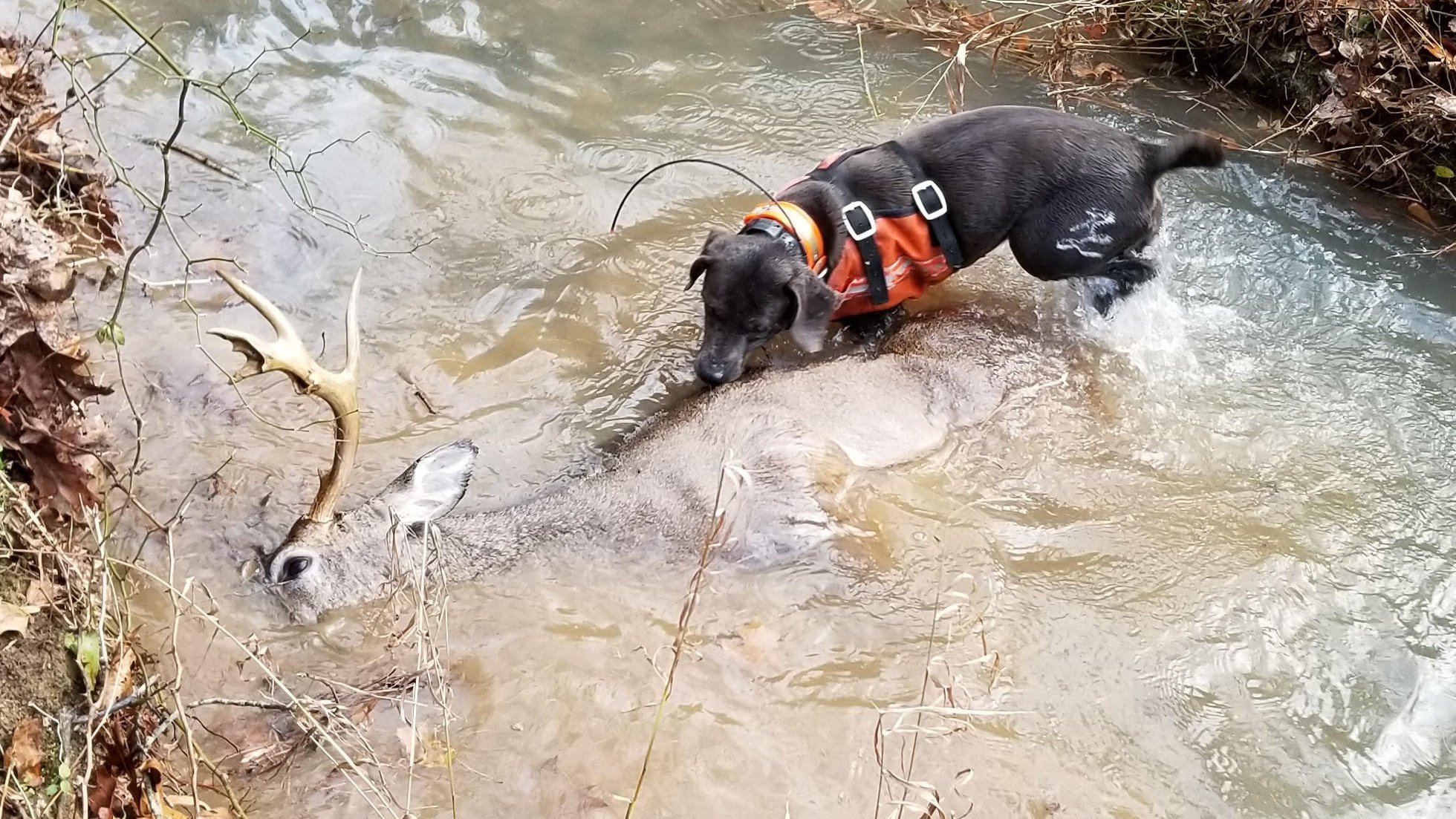 Tracking dog recovering deer for hunter